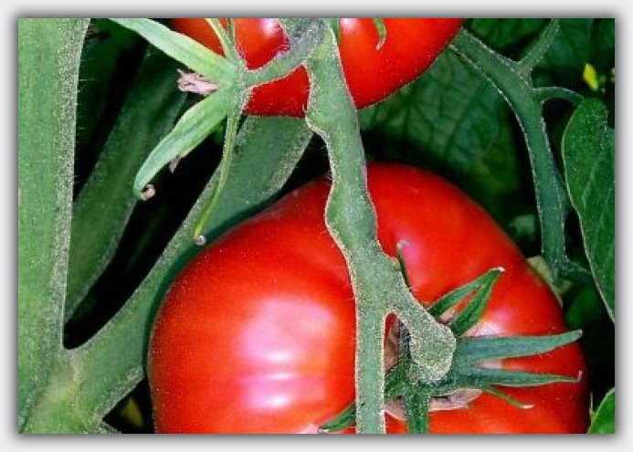 Pomidory' s kotory'h mojno vy'birat' semena dlya vy'sadki